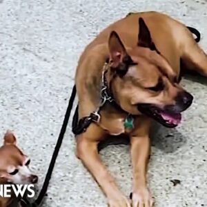 Dog fatally stabbed in Central Park after verbal dispute