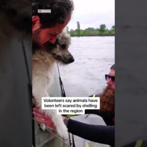 #Volunteers rescue stranded #dog in #Ukraine #floodwaters