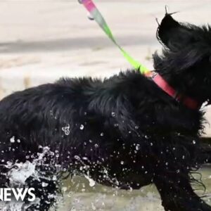 How to protect your pets during extreme heat