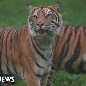 London Zoo holds annual weigh-in for animals