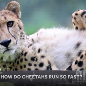 Why are cheetahs so fast? We share more about the fastest land animal! | Nightly News: Kids Edition