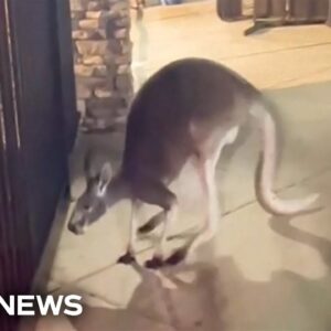 Runaway kangaroo gives officers the runaround in Florida