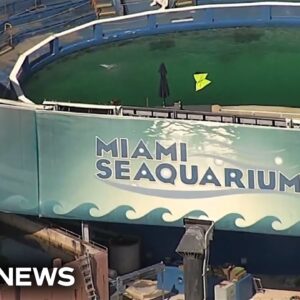 Miami terminates lease with Seaquarium after questions of animal safety