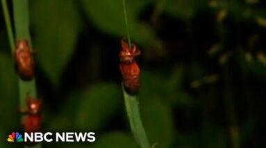 Residents in South Carolina call police after cicadas create loud buzz