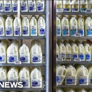 FDA testing dairy cows for bird flu after fragments found in pasteurized milk