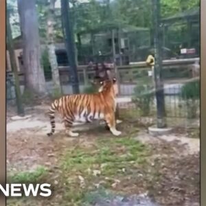 Police searching for woman who enticed tiger at New Jersey zoo